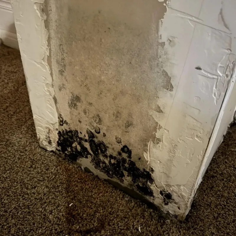 Professional Mold Removal in Apple Valley, CA